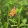 ウラギンスジヒョウモン　吸蜜