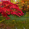 高台寺の紅葉