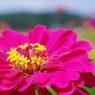 Zinnia
