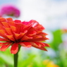 Zinnia