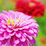 Zinnia