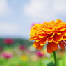 Zinnia