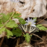 ギフチョウ　キクザキイチゲで吸蜜