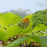 クモマツマキチョウと不帰岳
