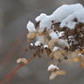 ふらり散歩　初冠雪