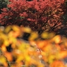 陽光