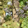 メジロとヒマラヤ桜　3