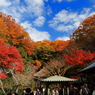明月院の秋 I