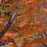 写真エッセイ： 花貫補遺２：紅葉フィナーレ