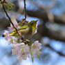 メジロとヒマラヤ桜４
