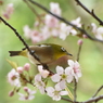 メジロとヒマラヤ桜５