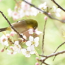 メジロとヒマラヤ桜 幸せ