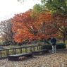 もみじ10