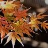 我が家の紅葉