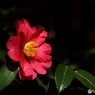 山茶花1