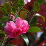 山茶花2