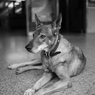 老犬