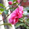 山茶花5