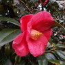 椿3