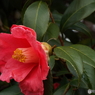 椿5