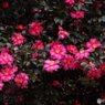 山茶花6