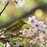 メジロとヒマラヤ桜７