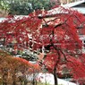 紅く色ずき