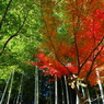 建長寺の秋 VI