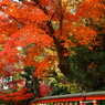 鶴岡八幡宮の秋 I