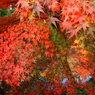 鶴岡八幡宮の秋 IV
