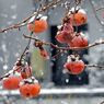 残り柿に雪降る　DSCN0750