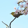 メジロとヒマラヤ桜10
