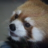 ギンちゃん⑭