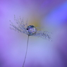 菊花ジュエリー