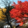 東慶寺の秋 I