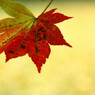 紅葉三色