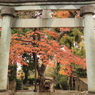 樹齢420年