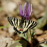ヒメギフチョウ　カタクリで吸蜜