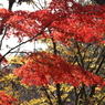 山の赤