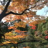 古神社の紅葉