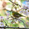 メジロとヒマラヤ桜12
