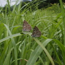 クロシジミ　2015/07/09　長野県
