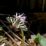 ギフチョウ　ショウジョウバカマで吸蜜