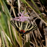 ギフチョウ　ショウジョウバカマで吸蜜