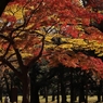 公園の秋