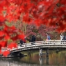 紅葉狩りの庭園