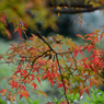 皇居東御苑_05