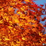 紅葉1