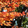 紅葉3