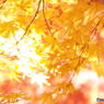 紅葉5